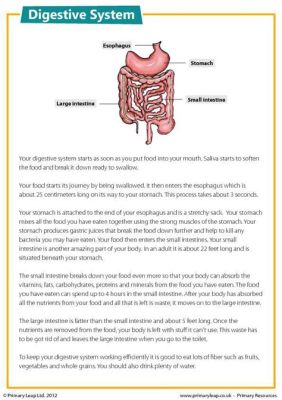 Gastrointestinal Physiology - Unlocking the Mysteries of Our Inner Landscape!